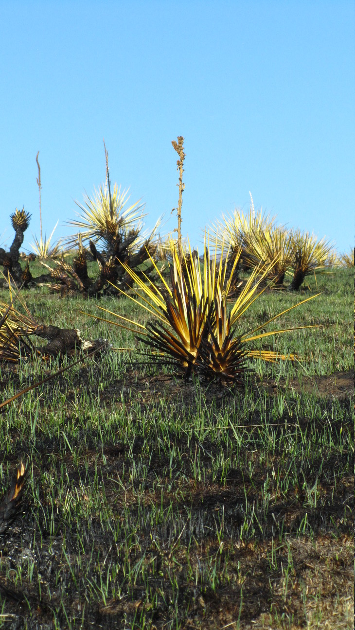 South Table Mountain - Yucca Tall